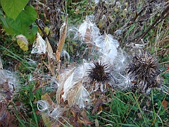 30 Shiawassee National Wildlife Refuge [2008 Nov 5]